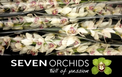 Cymbidium Time Out 80cm