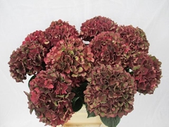 Hydrangea Rubyred Classic 40cm 13-15cm Hd