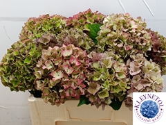Hydrangea Rodeo Red Classic 50cm 17-19cm Hd