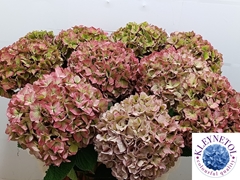 Hydrangea Rodeo Red Classic 80cm 20-22cm Hd