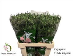 Eryngium Magical White Lagoon 60cm
