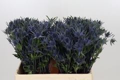 Eryngium Planum 60cm