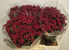 Chrysanth Santini Tammy Red 55cm 40gr.