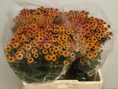 Chrysanth Santini Tammy 55cm 40gr.