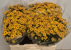 Chrysanth Santini Tammy Sunny 55cm 40gr.