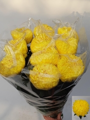 Chrysanth Single Rivalry 80cm 130gr.