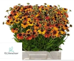 Helenium Autumn Flirt 55cm