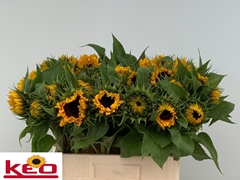 Helianthus Sunrich Orange 60cm