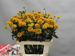 Heliopsis Helianthoides Asahi 60cm