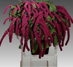 Amaranthus Caudatus Rosary 75cm