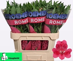 Alstroemeria Rome 75cm 80gr.