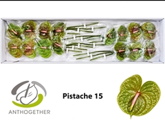 Anthurium Pistache 8cm Hd