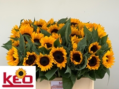 Helianthus Sunrich Orange 60cm