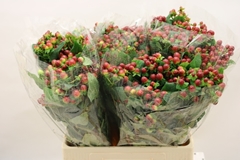 Hypericum Magical Seasons 60cm