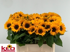 Helianthus Sunrich Provence 60cm