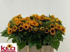 Helianthus Sunrich Provence 60cm