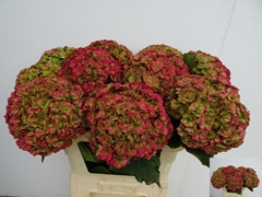 Hydrangea Royal Anastasia Classic 80cm 18-20cm Hd