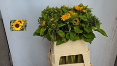 Helianthus Sunrich Orange 80cm