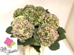 Hydrangea Verena Blue Classic 60cm 18-20cm Hd