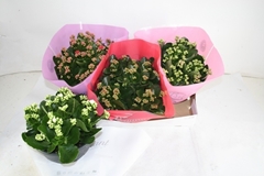 Kalanchoe Double Mix 23Ø 27cm