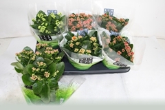 Kalanchoe Double Mix 15Ø 26cm