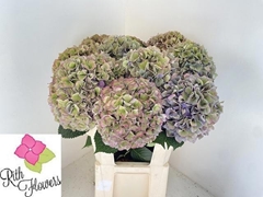 Hydrangea Royal Parade Classic 90cm 23-25cm Hd