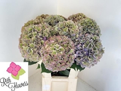 Hydrangea Royal Parade Classic 80cm 22-24cm Hd