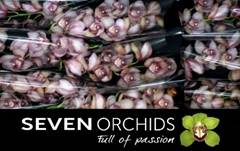 Cymbidium Rondo 60cm