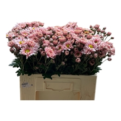Chrysanth Spray Danielle Rose 55cm 55gr.
