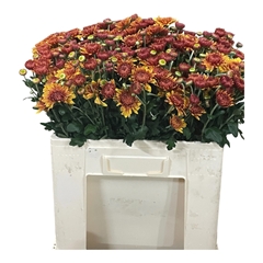 Chrysanth Spray Blenda 55cm 45gr.