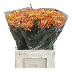 Chrysanth Single Astro 65cm 75gr.
