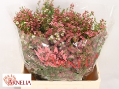 Chamelaucium My Sweet Sixteen 60cm 70gr.