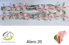 Anthurium Alero 9cm Hd