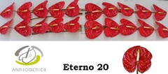 Anthurium Eterno 9cm Hd