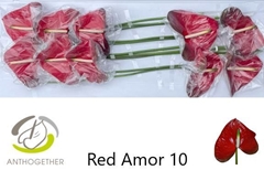 Anthurium Red Amor 15cm Hd