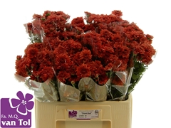 Chrysanth Spray Gompie Red 60cm 40gr.