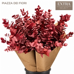 Eucalyptus Stuartiana Red Per Bunch 70cm