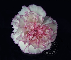 Dianthus Single Pastel Damascus 65cm