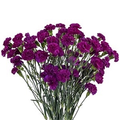 Dianthus Spray Epsilon 65cm