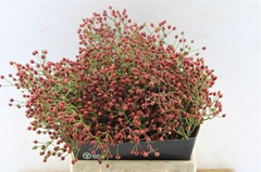 Rosa Autumn Splash 40cm
