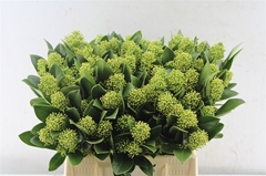 Skimmia Japonica Finchy Per Bunch 45cm