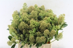 Skimmia Japonica Snow White Per Bunch 45cm