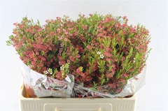 Chamelaucium My Sweet Sixteen 50cm 35gr.