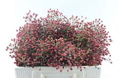 Rosa Autumn Splash 50cm