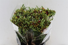 Freesia Double Ruby Red 50cm 20gr.