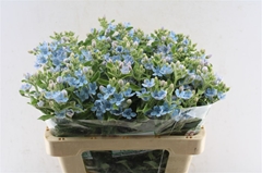 Oxypetalum Tanioka Pure Blue 55cm
