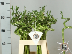Dracaena Lucky Bamboo 60cm Spiral