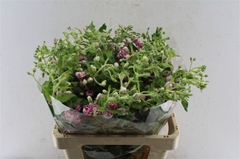 Oxypetalum Pink Harmony 60cm