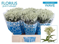 Veronica Smart Wave 60cm