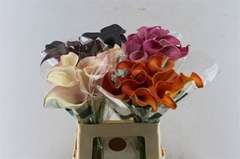 Zantedeschia Mixed 65cm